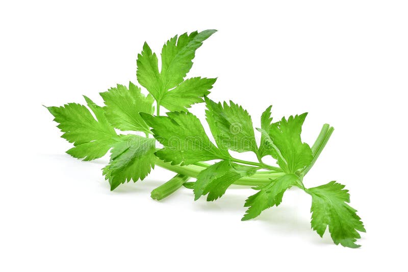 Celery leaf stock image. Image of fresh, leaf, vegetable 21659711