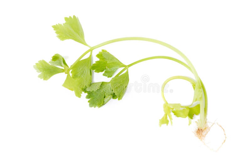 Celery or Parsley Leaf Isolated on White Background. Top View Stock