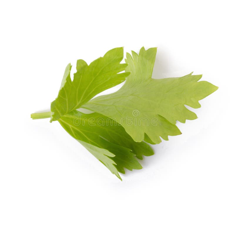 Celery or Parsley Leaf on White Background. Top View Stock Photo