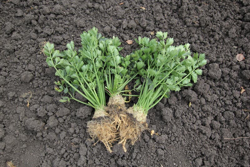 Celery root stock photo. Image of ground, celery, harvest 45488958