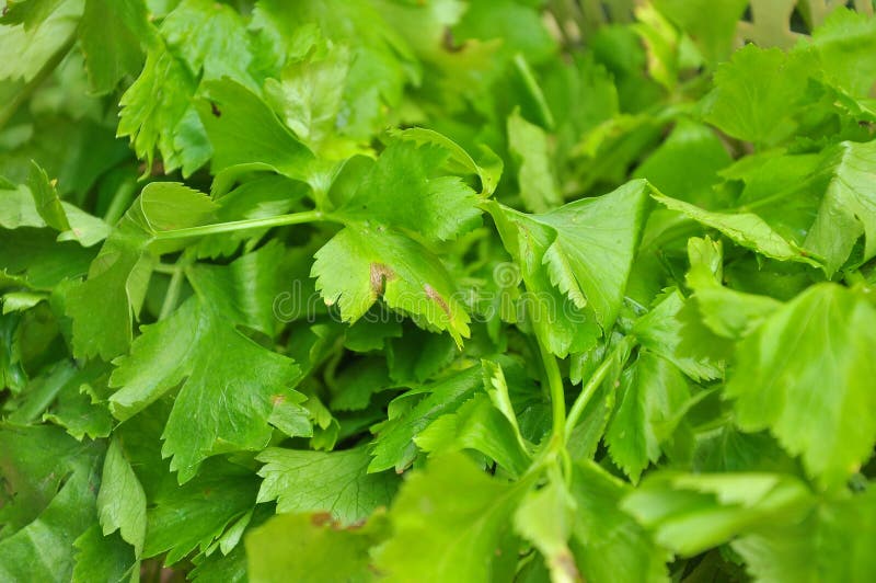 Celery royalty free stock photography