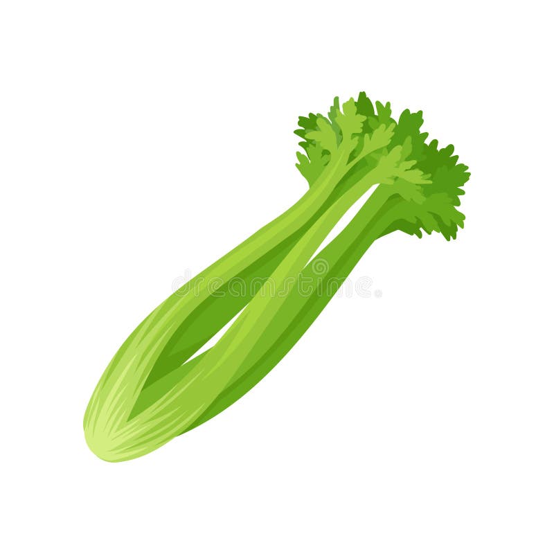 Celery stalk and foliage on white background.