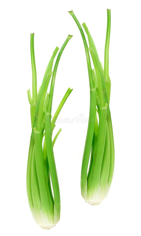 Celery stock image. Image of isolated, fibre, shot, life 96654265