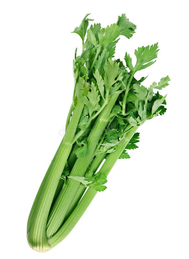 Fresh celery herb stock photo. Image of vegetable, herb 16335720