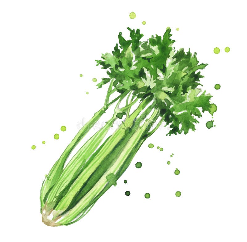 Celery Watercolor Illustration Stock Vector Illustration of clean