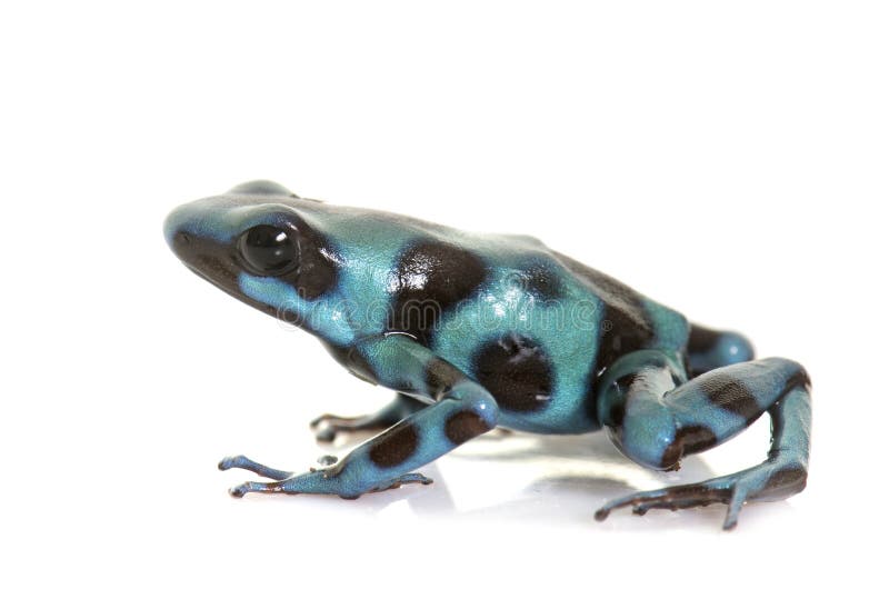 Celeste di auratus di Dendrobates immagini stock Celeste di auratus di Dendrobates immagini stock