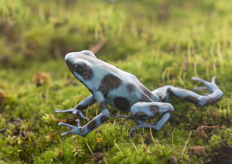 Celeste di auratus di Dendrobates immagine stock libera da diritti Celeste di auratus di Dendrobates immagine stock libera da diritti