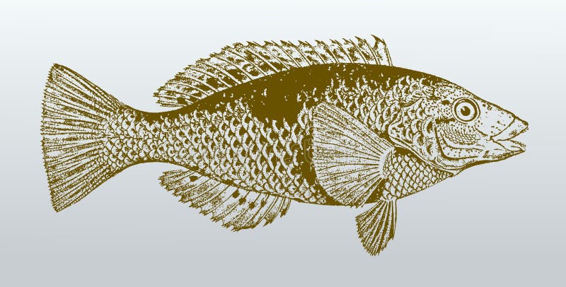 Celidotus manchado del notolabrus, un pescado de Australia en la opinión del perfil stock de ilustración Celidotus manchado del notolabrus, un pescado de Australia en la opinión del perfil stock de ilustración