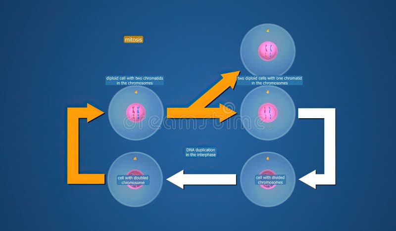 Reductional Division Stock Illustrations โ 13 Reductional Division ... Biology Diagrams