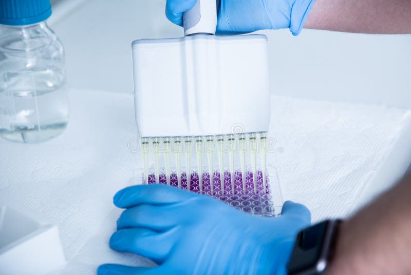 Cell Culture at the Cell Culture Laboratory Stock Image Image of