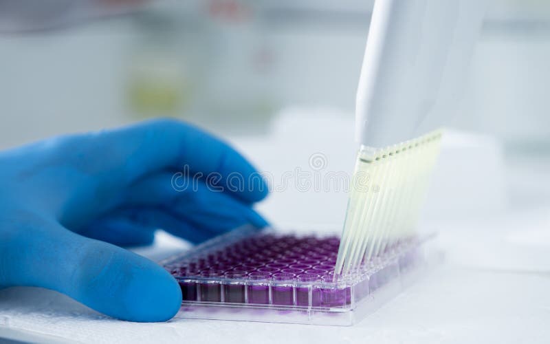 Cell Culture at the Cell Culture Laboratory Stock Photo Image of