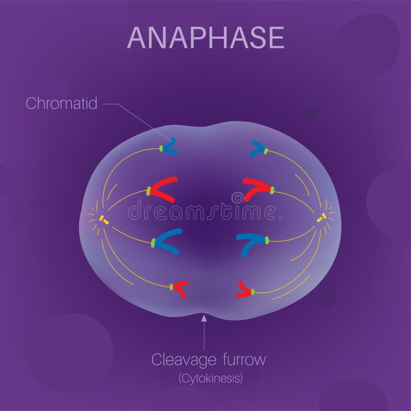 Illustration Diagram of Chloroplast on Plants. Stock Vector ... Biology Diagrams