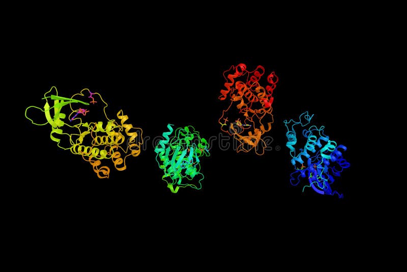 Cell Division Protein Kinase 7, an Enzyme Which Forms a Trimeric