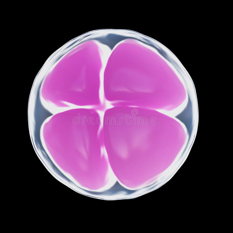 A 4 cell egg