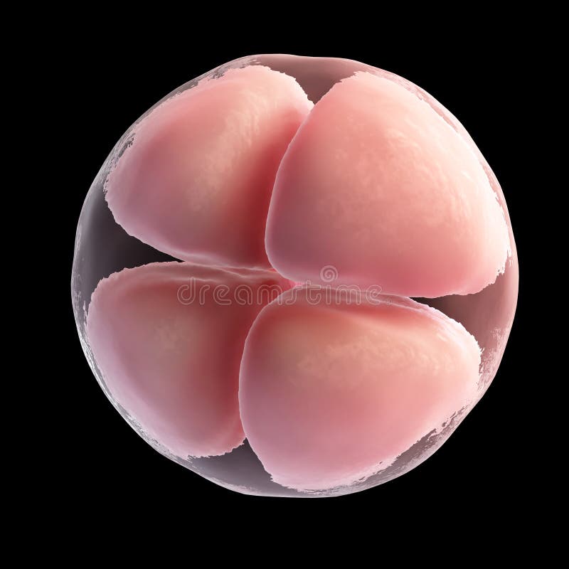 4 cell egg