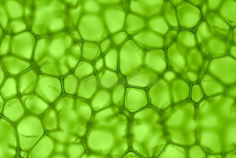 Zelené pozadí z buněk.