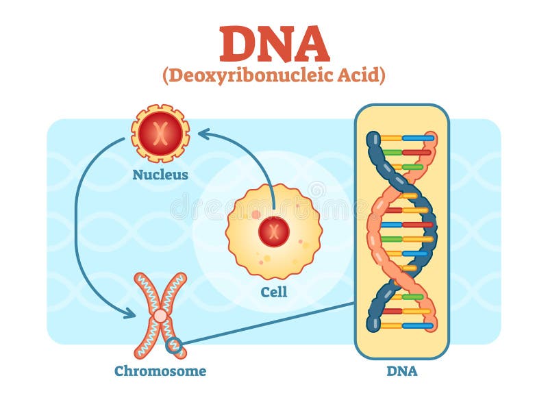 Buněčné Jádro Chromozom DNA, Lékařské vektorové schéma diagram obrázek.