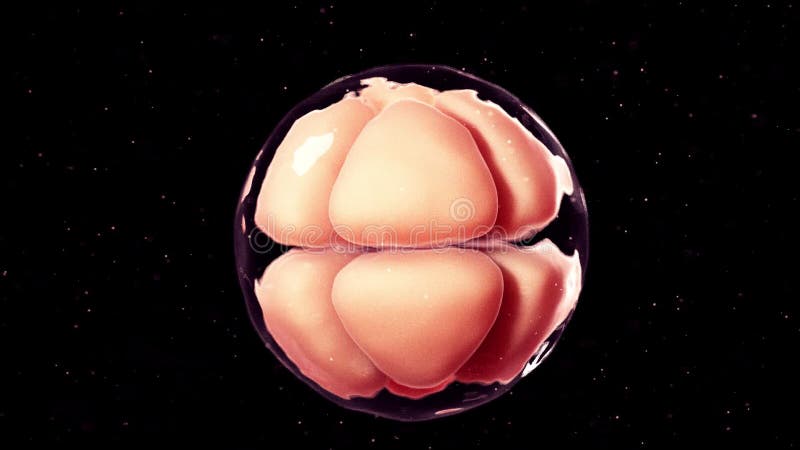 8 cell stage embryo stock illustration