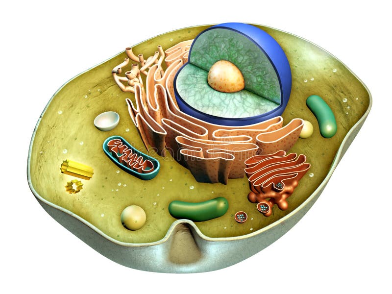 Vnitřní struktura živočišné buňky.