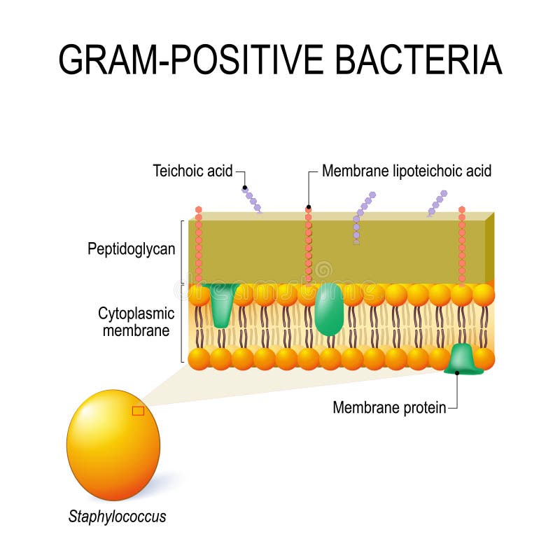 Cell Wall Structure Of Gram Positive Bacteria For Example Staphylococcus Stock Vector Illustration Of Crystal Bacterial 125533441