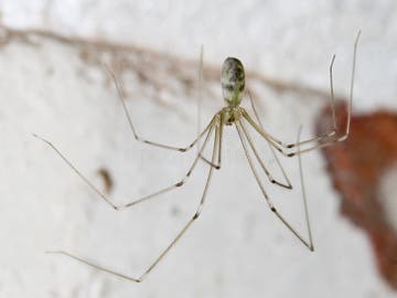 Cellar Spider - Daddy Long Legs - Pholcus Phalangioides Stock Photo