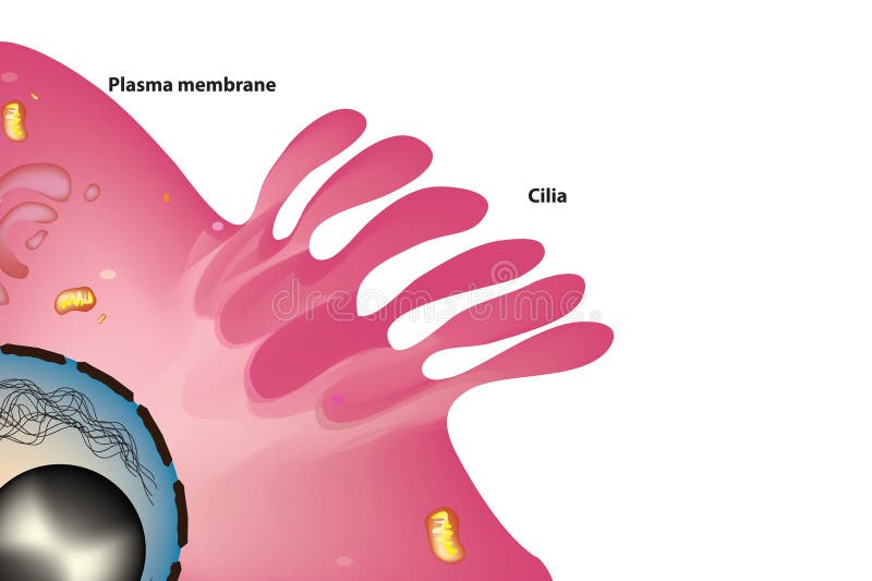 Cellcilien vektor illustrationer
