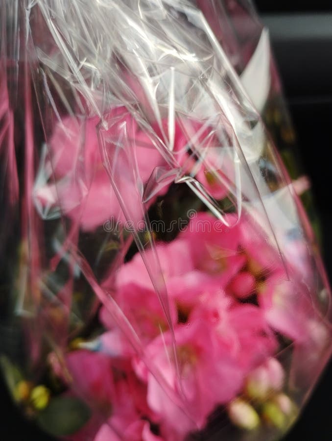 376 Cellophane Flowers Stock Photos - Free & Royalty-Free Stock Photos