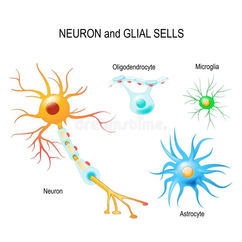Cells of human`s brain. Neuron and glial cells Microglia, astro vector illustration Cells of human`s brain. Neuron and glial cells Microglia, astro vector illustration