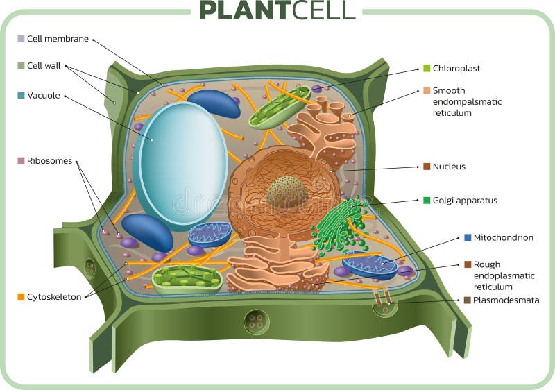 Cellula vegetale illustrazione vettoriale