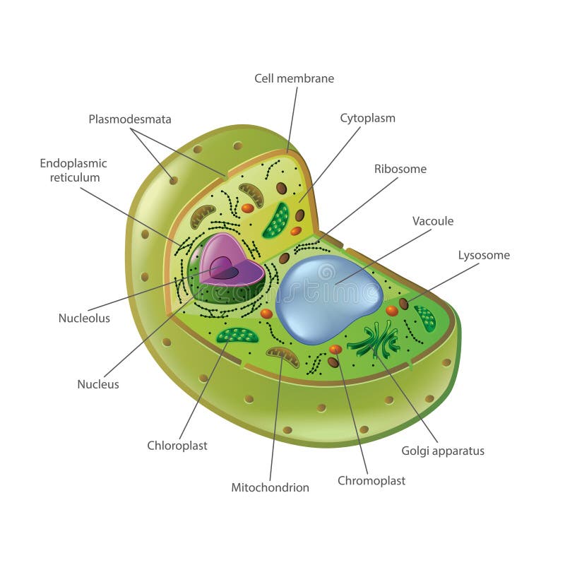 Cellula vegetale isolata sul vettore bianco illustrazione vettoriale
