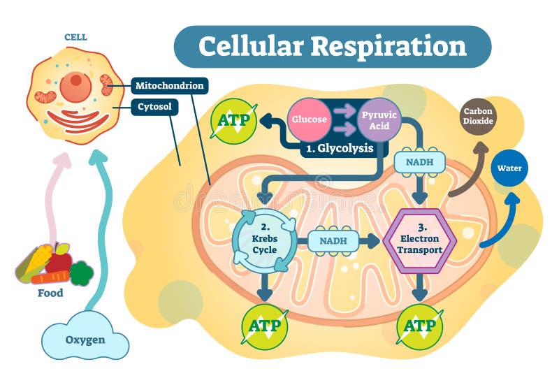 Bunkové dýchanie je skupina metabolických reakcií a procesov, ktoré prebiehajú v bunkách organizmov previesť biochemické energie zo živín do adenozín trifosfát ATP, a potom uvoľnite odpadové produkty.