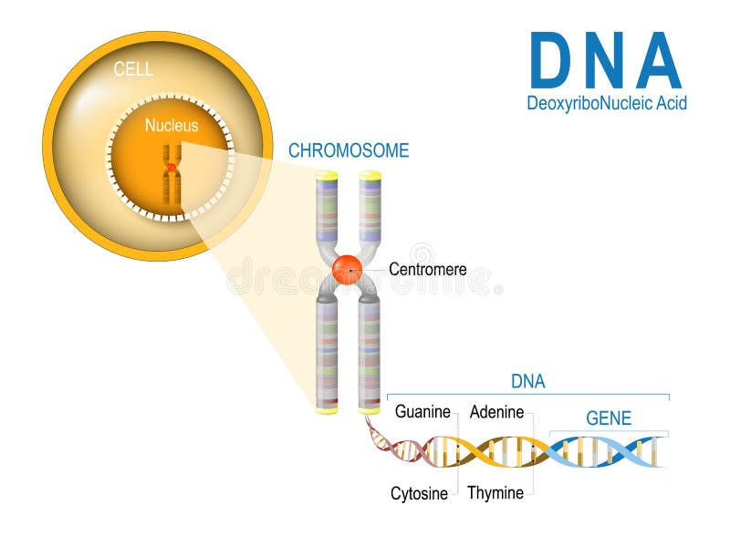 Cellule, chromosome, ADN et gène