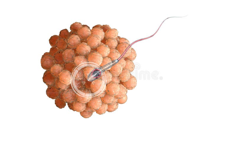 Cellule d'ovule humain Sperme, spermatozoïde, flottant à l'ovule wooman enceinte, concept médical d'anatomie avec des éléments de illustration de vecteur