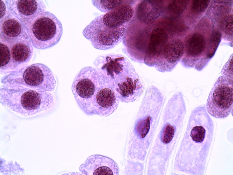 Cellule mitotiche nelle punte della radice della cipolla sotto il microscopio fotografia stock