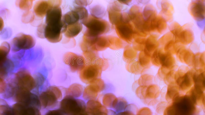 Cellule nel virus del microscopio. Cellule in fondo al microscopio