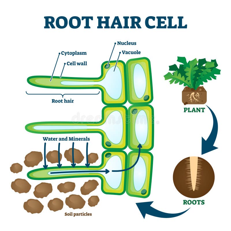 Cellule a pelo radice che raccolgono i nutrienti minerali e l'acqua dal suolo, diagramma del sistema delle piante con etichettatu illustrazione di stock