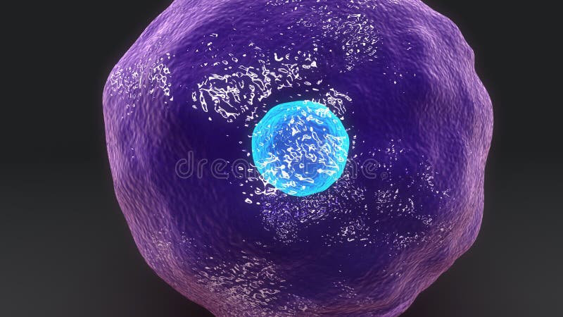 Cellule T cytotoxique