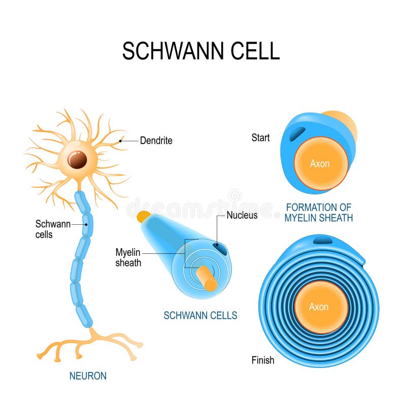 Cellules De Schwann Et Oligodendrocytes Illustration de Vecteur ...