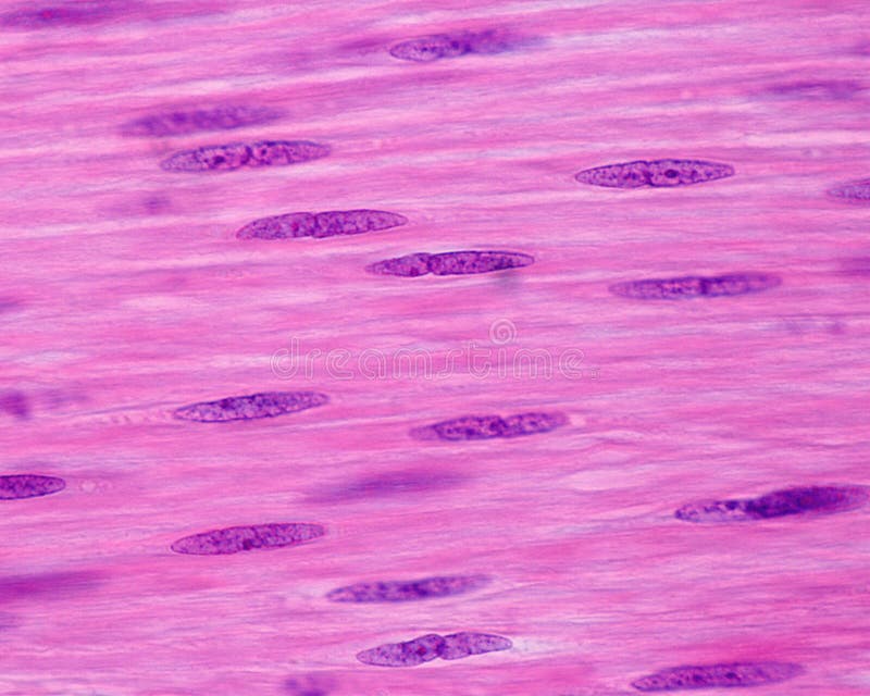 Cellules musculaires lisses noyaux photo stock
