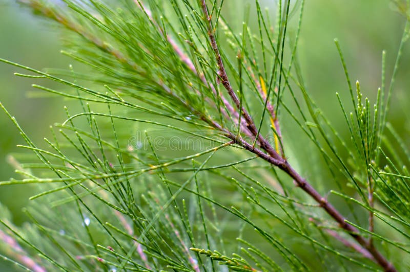 Cemara udang australian pine tree sau whistpine pine brad casuarina equisetifolia folia superficială. royalty free stock photo