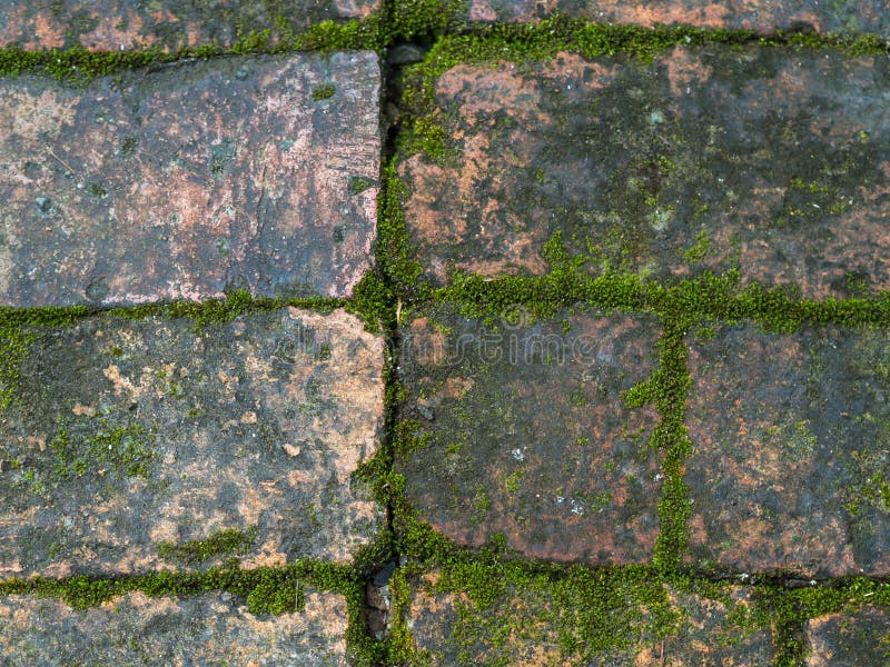 Cement brick Mos floor stock photo. Image of design, natural 89428548