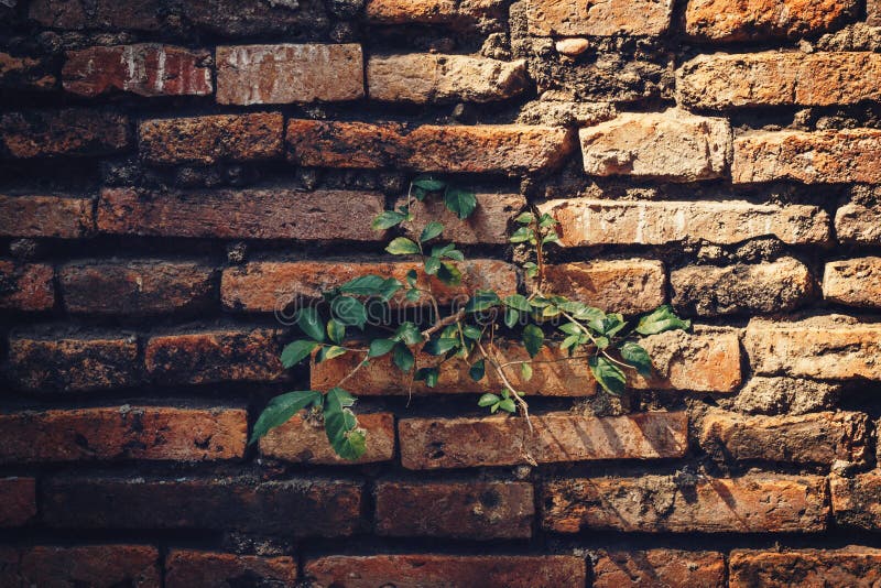 Cement Brick Wall of an Aging Building with Growing Green Plants Stock