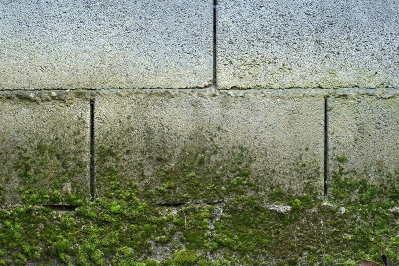 Cement Brick Wall with Moss Growing Up in a Water Leakage Stock Photo
