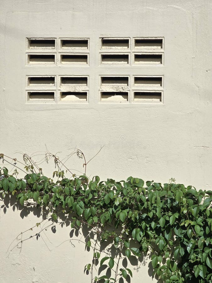 Cement wall with green ivy leaves stock image