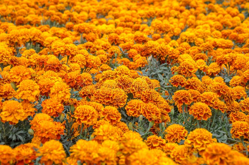 Cempasuchil flower field stock photo. Image of flowers - 97553234