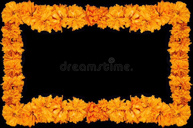 Cempasuchil Flower Frame, Mexican Flower of the Day of the Dead in Mexico  Stock Image - Image of flor, mexican: 154125353