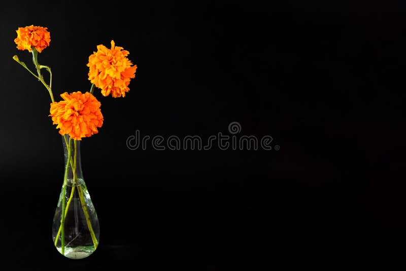 1,372 Cempasúchil Flower Stock Photos - Free & Royalty-Free Stock Photos  from Dreamstime - Page 3