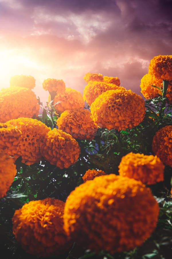 Cempasuchil Flowers Used for Day of the Dead Altars Stock Image - Image of  mexican, decoration: 134543527