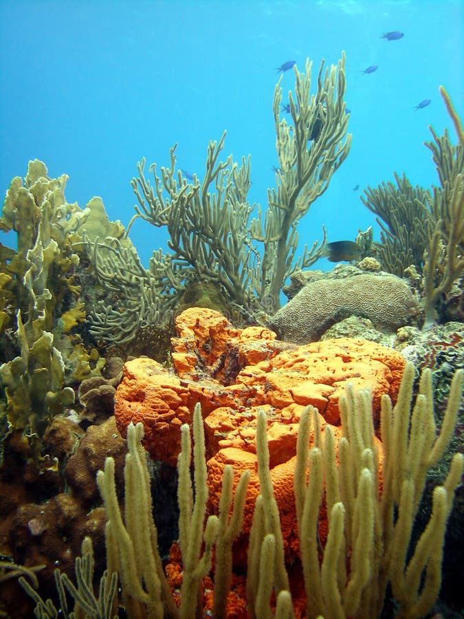 Cena colorida do recife coral
