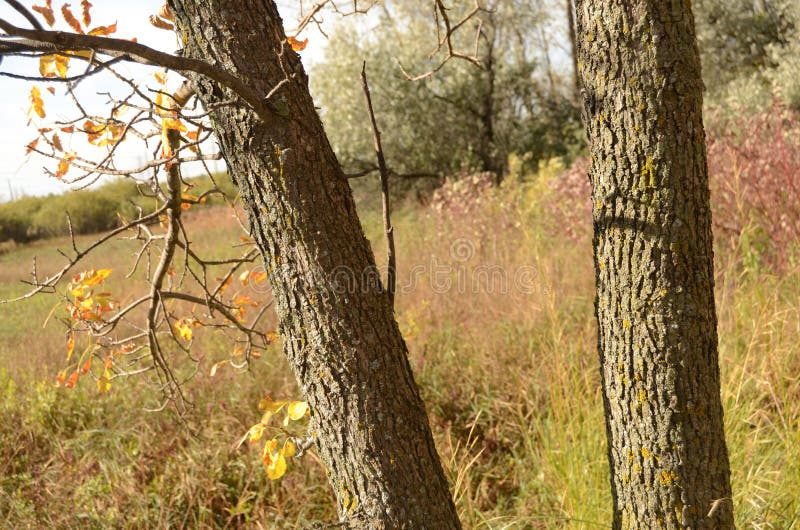 Cena da natureza com as folhas amarelas em árvores de vidoeiro em uma floresta foto de stock Cena da natureza com as folhas amarelas em árvores de vidoeiro em uma floresta foto de stock